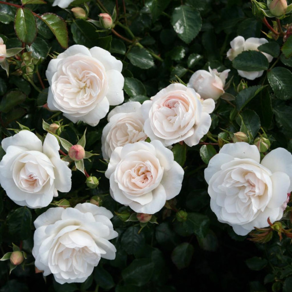 KASTELRUTHER SPATZEN®ROSE KASTELRUTHER SPATZEN®ROSE